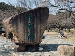 -香雪海