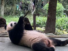 -都江堰中华大熊猫苑