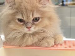 -babydoll猫舍·米努特·德文·缅因(久光中心店)