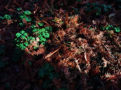 -黄海国家森林公园