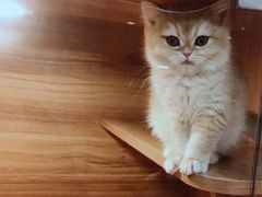 -猫十亿·布偶金渐层·曼基康矮脚猫舍(青年路店)