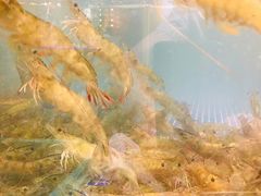 -丰卓会海鲜自助(中润大道店)