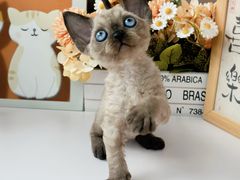 -小猫来了·猫舍(红山六九七九店)