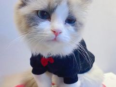 -猫十亿·布偶金渐层·曼基康矮脚猫舍(青年路店)