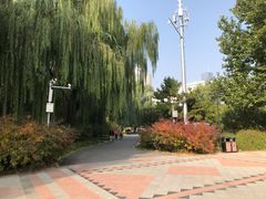 -莲花池公园