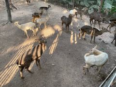 -深圳野生动物园