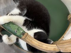 -猫小院猫主题餐厅(南锣旗舰店)