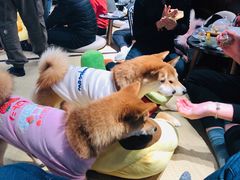 -逗柴咖啡屋·狗咖猫咖宠物桌游