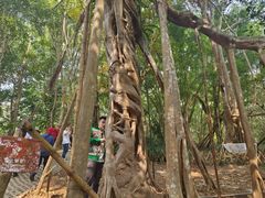 -中国科学院西双版纳热带植物园