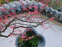 -香雪海