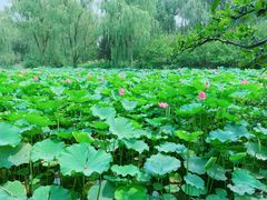-石家庄市植物园