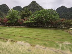 -靖西鹅泉风景区