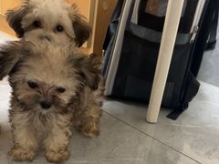 -安安宠医·臻爱宠物医院·宠保定点(营门口路分院)