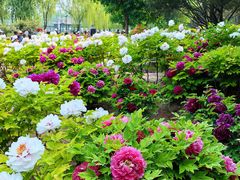 -莲花池公园