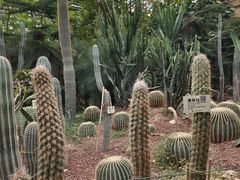 -呀路古热带植物园