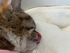 -欧奕国际动物医院