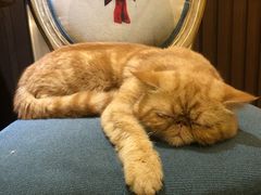 -more than meow吴止猫主题餐厅(承德 中船汇店)