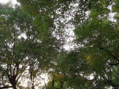 -北京国子监胡同