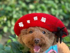 -昌平兴寿秀秀草莓采摘园