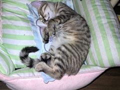 -瑞派伍一宠物医院·眼科·骨科·猫科转诊中心(马王堆院)