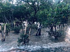 -宝安西湾红树林湿地公园