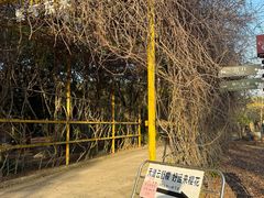 -天适樱花悠乐园