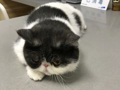 -爱侣宠医·鹦鹉专科·小型哺乳类·异宠专科(灵石路店)