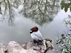 -西园寺