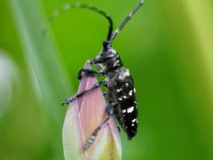 -陈家山荷花公园
