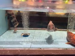 -阿伟海鲜楼·福建菜(延寿店)