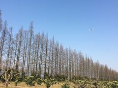 -上海长兴岛郊野公园