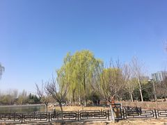 -大兴滨河森林公园