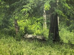 -大连森林动物园