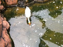 -吉隆坡雀鸟公园