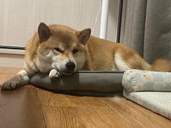 -如意馄饨(龙西路店)