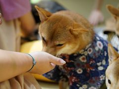 -逗柴咖啡屋·狗咖猫咖宠物桌游
