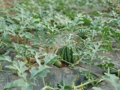 -前小桔亲子创意农场·草莓采摘·露营烧烤