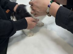 -瑞派动物医院·绝育·犬猫全科·预防医学(光景江南中店)