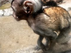 -泉州海丝野生动物世界