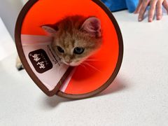 -美联众合宠物医院·爱萌分院·内外科·猫科中心