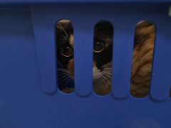 -可蒙动物医院·猫科·骨科中心(首义路店)