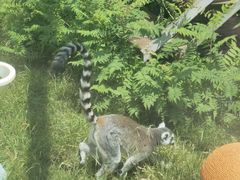 -青藏高原野生动物园