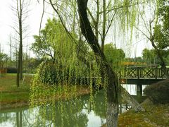 -尚贤河湿地