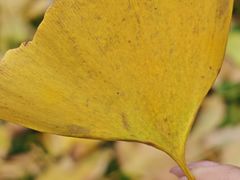 -皇粮浜湿地公园