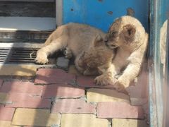 -大连森林动物园