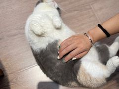 -有猫主题·治愈系猫咖(曾厝垵店)