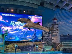 -海合安武汉极地海洋公园