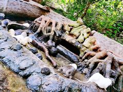 -海南热带野生动植物园
