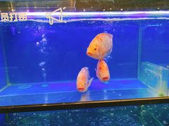-盒马鲜生(宝地店)
