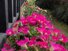 -荷风细雨·中国茶宴(碧云店)